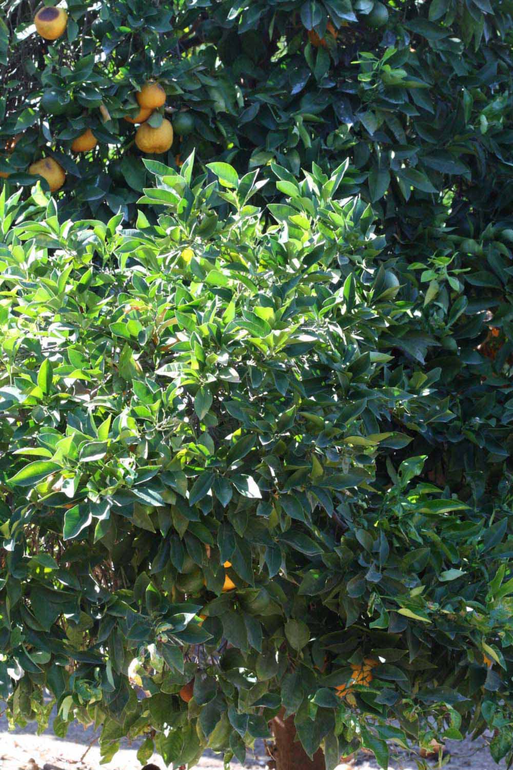            Habit (Riverside, CA)   